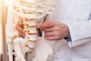 chiropractor holding a skeletal model